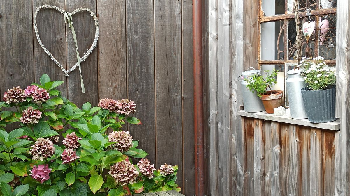 Hortensien wuchsen schon vor Jahrhunderten in japanischen Gärten. Dass sie heute noch so beliebt sind, liegt an ihrer Vielseitigkeit. Foto: Lange