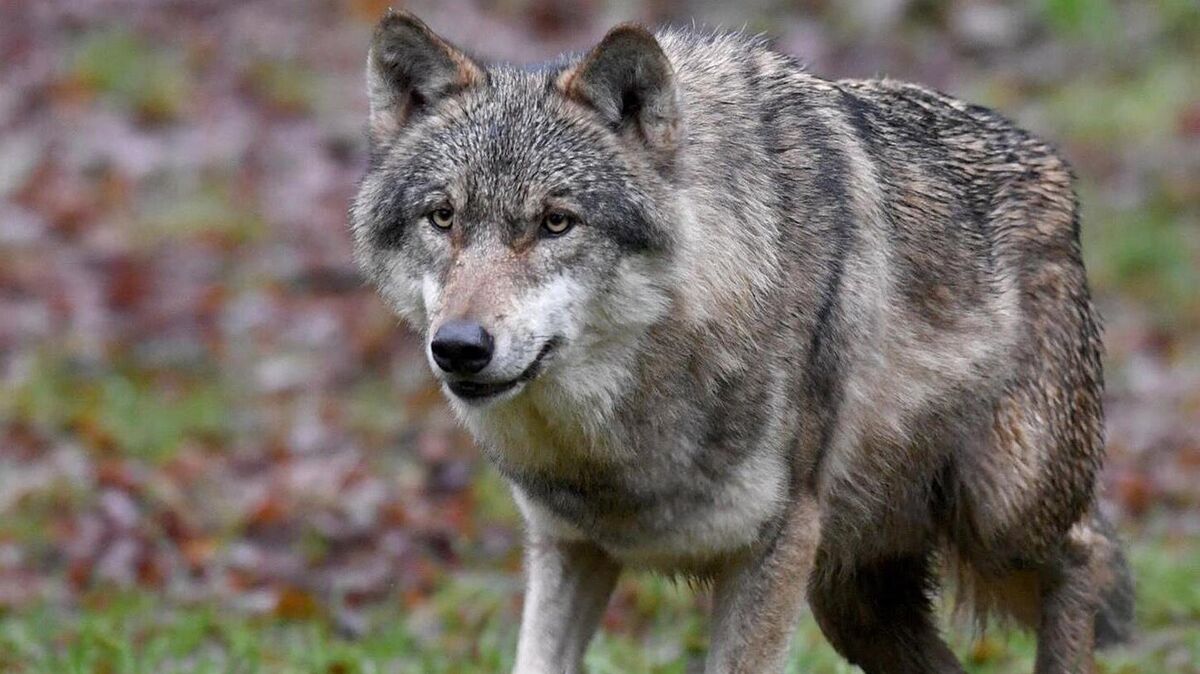 Schnell unterwegs: das Wildtier Wolf.. Foto: Carsten Rehder/dpa