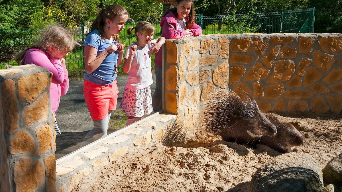 Die putzigen Stachelschweine können wieder von den Kindern beobachtet werden - ab jetzt allerdings mit einem Abstand zueinander. Foto: Otten