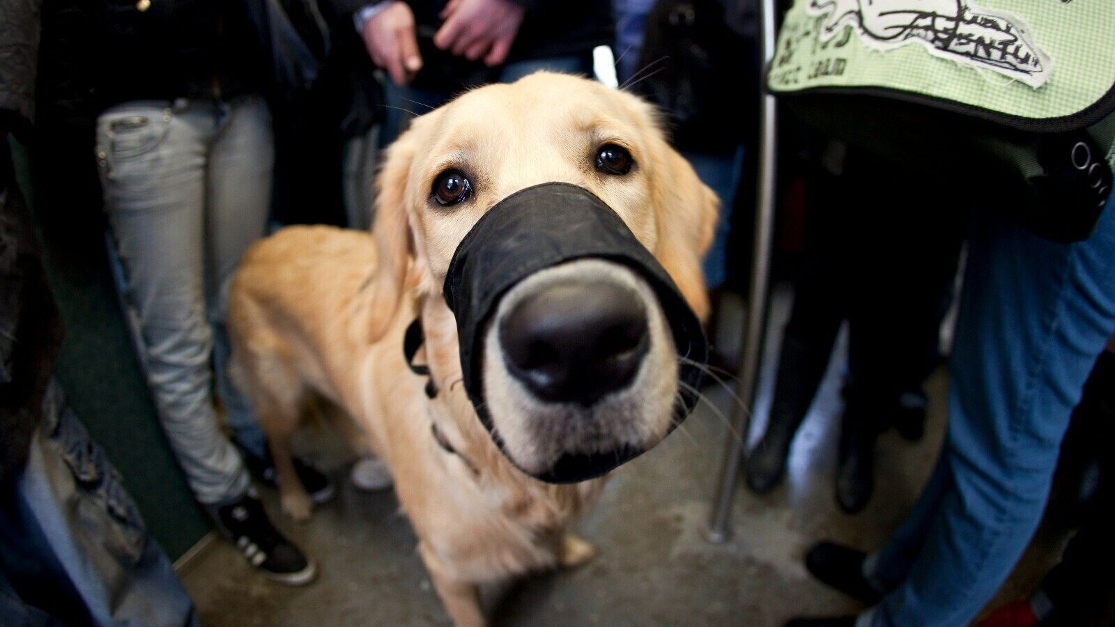 Ein Vorfall zwischen Hunden führt zu einer für ein Cuxhavener Ehepaar überraschenden Einstufung seiner Golden-Retriever-Dame. Die Hündin soll "gefährlich" sein. Symbolbild: Burgi/dpa
