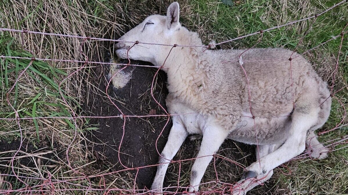 Auch dieses Schaf wurde ein Opfer des Wolfsangriffs in der Gemeinde Steinau. Foto: Reinecke