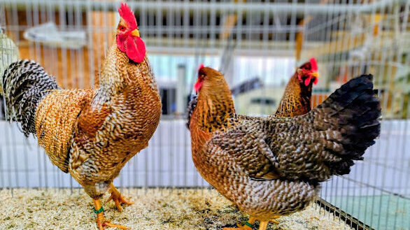 500 Tiere aus neun Vereinen bei der Otterndorfer Geflügelschau