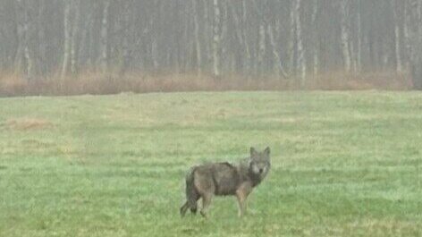 "Dieser Wolf muss entnommen werden": Tier kommt Stallungen in Wanna gefährlich nahe