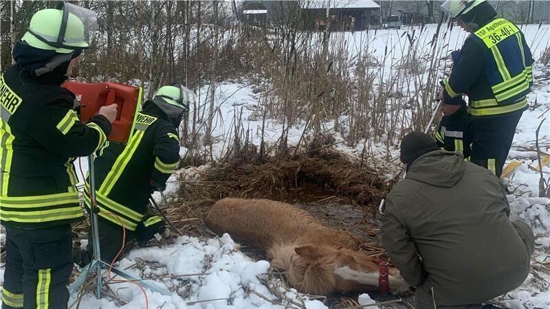 Horse breaks through frozen lake in Stade district: animal in distress