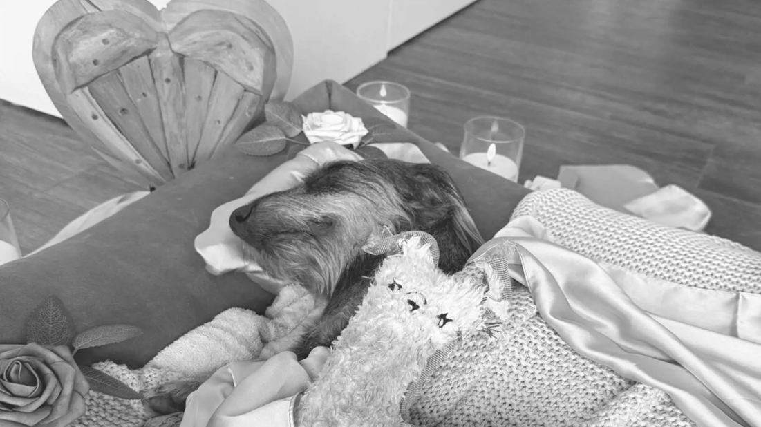 Dog attack in the Cuxhaven district: Dachshund dies after violent attack ...
