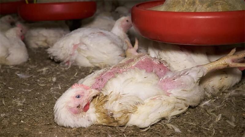 Chickens kicked and thrown: Stade district reacts to shocking footage